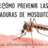 Como prevenir las picaduras de mosquitos